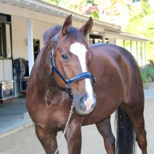 Kentucky Navy Patent Leather Halter